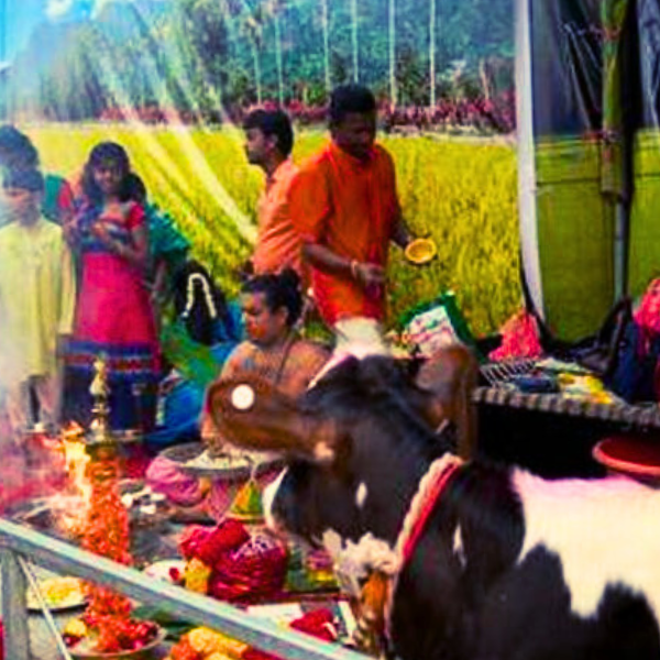 Mattu Pongal Prayers